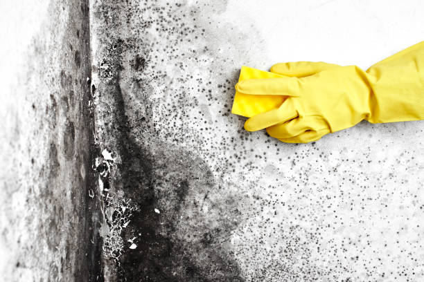 Why You Should Choose Our Mold Remediation Services in Redmond, WA